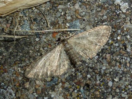 Eupithecia sp.